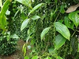 Giá tiêu hôm nay 18/5/2019: Lặng sóng phiên cuối tuần