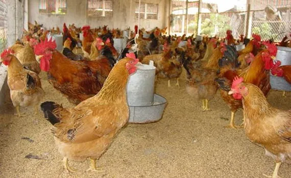 Tái phát cúm gia cầm H5N1 tại tỉnh Hậu Giang