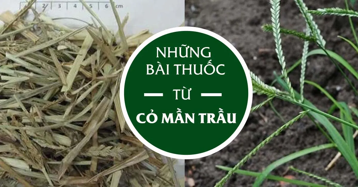 Tìm hiểu 8 tác dụng của cỏ mần trầu trong chữa bệnh