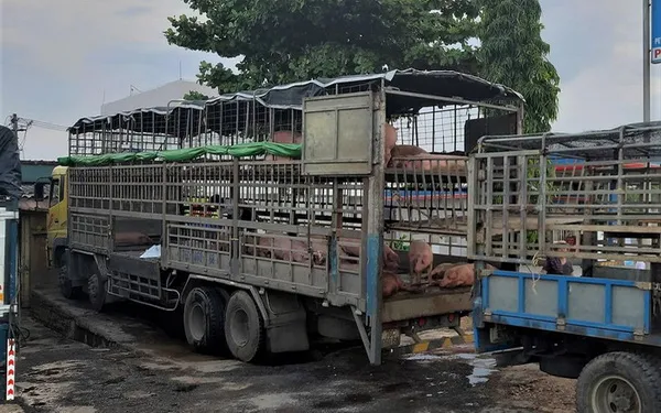 Heo chết vì nhiễm dịch tả châu Phi vẫn cố tình đem đi bán