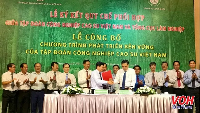 Phát triển 20.000 ha rừng gắn với vùng cao su