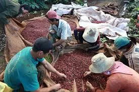 Giá cà phê hôm nay 31/5/2019: Tăng nóng cả 2 sàn trong nước và thế giới
