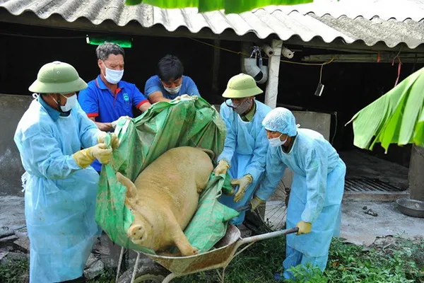 Siết chặt việc vận chuyển lợn, phòng chống dịch tả heo châu Phi