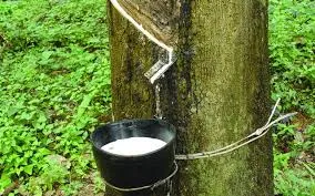 Giá cao su hôm nay 6/6/2019: Tiếp tục tăng trên cả 2 sàn Tokyo và Thượng Hải