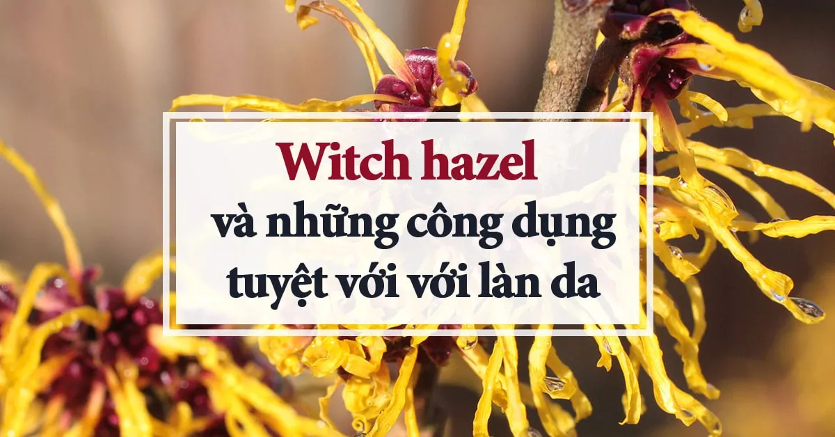 Witch hazel: những công dụng hữu ích với làn da, mái tóc