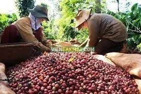 Giá cà phê hôm nay 6/6/2019: Giảm sốc ở 2 sàn, trong nước rớt 1.500đồng/kg, thế giới mất 6%