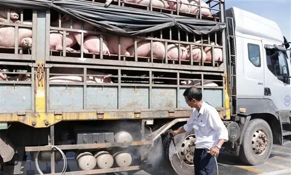 Kiểm tra chợ đầu mối : Tăng cường giám sát thịt heo vào TPHCM