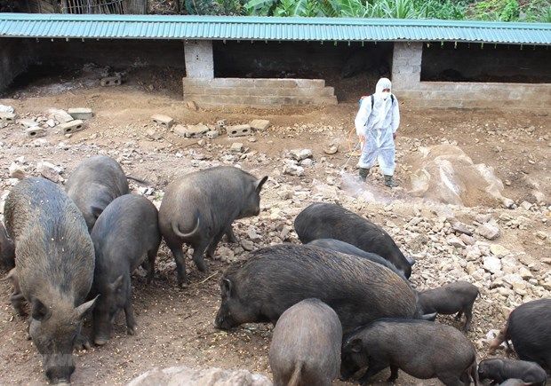 An Giang công bố dịch tả lợn châu Phi trên toàn tỉnh
