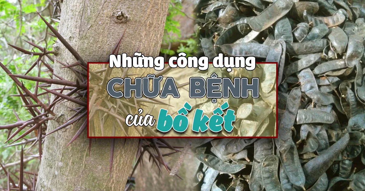 Những tác dụng của bồ kết khiến bạn bất ngờ