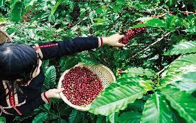 Giá cà phê hôm nay 19/6/2019: Giảm tiếp 300 đồng/kg do tác động đi xuống của giá thế giới