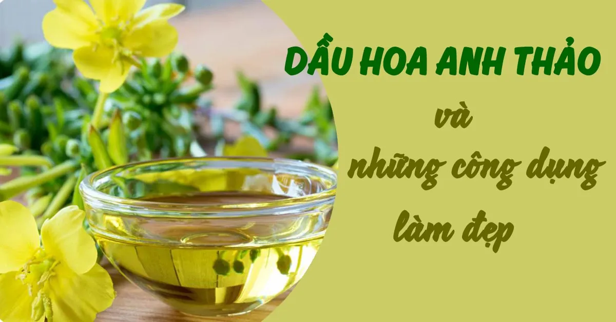 Dầu hoa anh thảo và những công dụng tuyệt vời trong làm đẹp