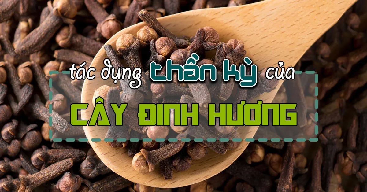 Cây đinh hương có tác dụng gì? Cách dùng và liều lượng như thế nào?