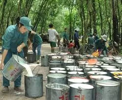 Giá cao su hôm nay 22/6/2019: Tiếp tục giảm do đồng JPY mạnh hơn so với USD