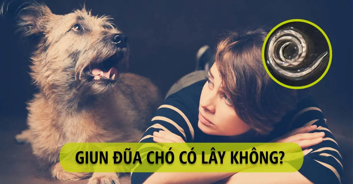 Giun đũa chó có nguy hiểm không, có lây không?