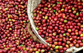 Giá cà phê hôm nay 5/7/2019: Tiếp đà tăng thêm 400 đồng/kg