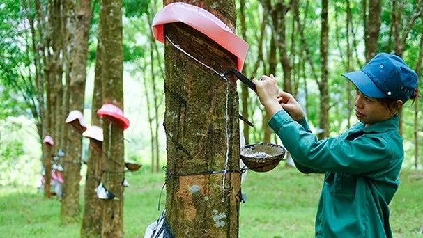 Giá cao su hôm nay 6/7/2019: Giá cao su tiếp tục giảm