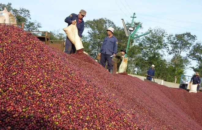 Giá cà phê hôm nay 9/7/2019: Giảm 400 đồng/kg