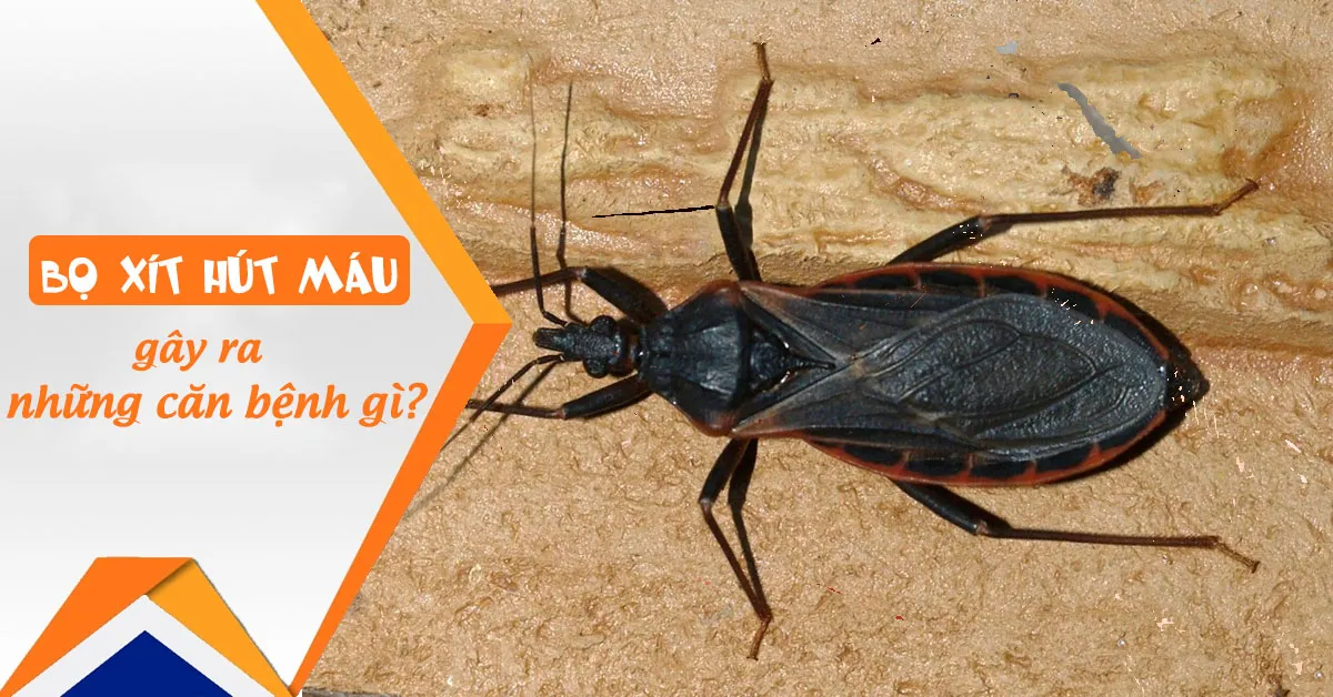 Bọ xít hút máu người nguy hiểm như thế nào?