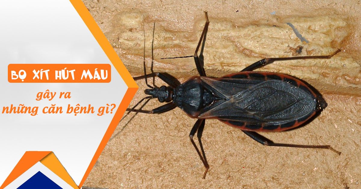 Bọ xít hút máu người nguy hiểm như thế nào?