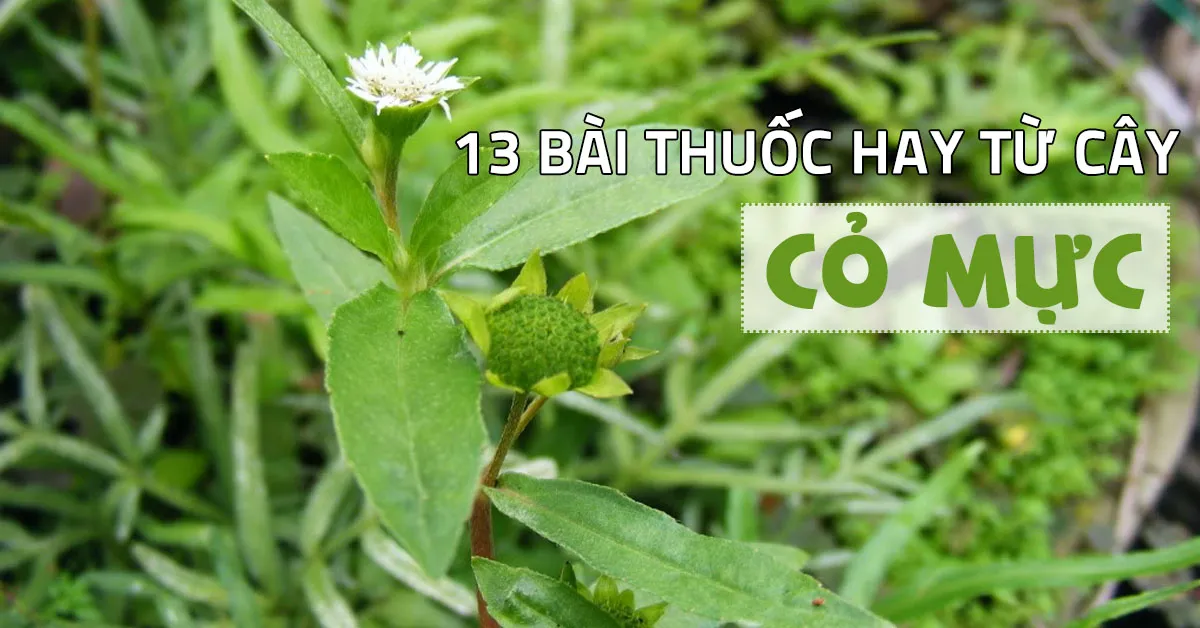 Tìm hiểu tác dụng của cây cỏ mực (nhọ nồi) trong điều trị bệnh