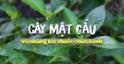 Tác dụng của cây mật gấu (lá đắng) qua những bài thuốc dân gian