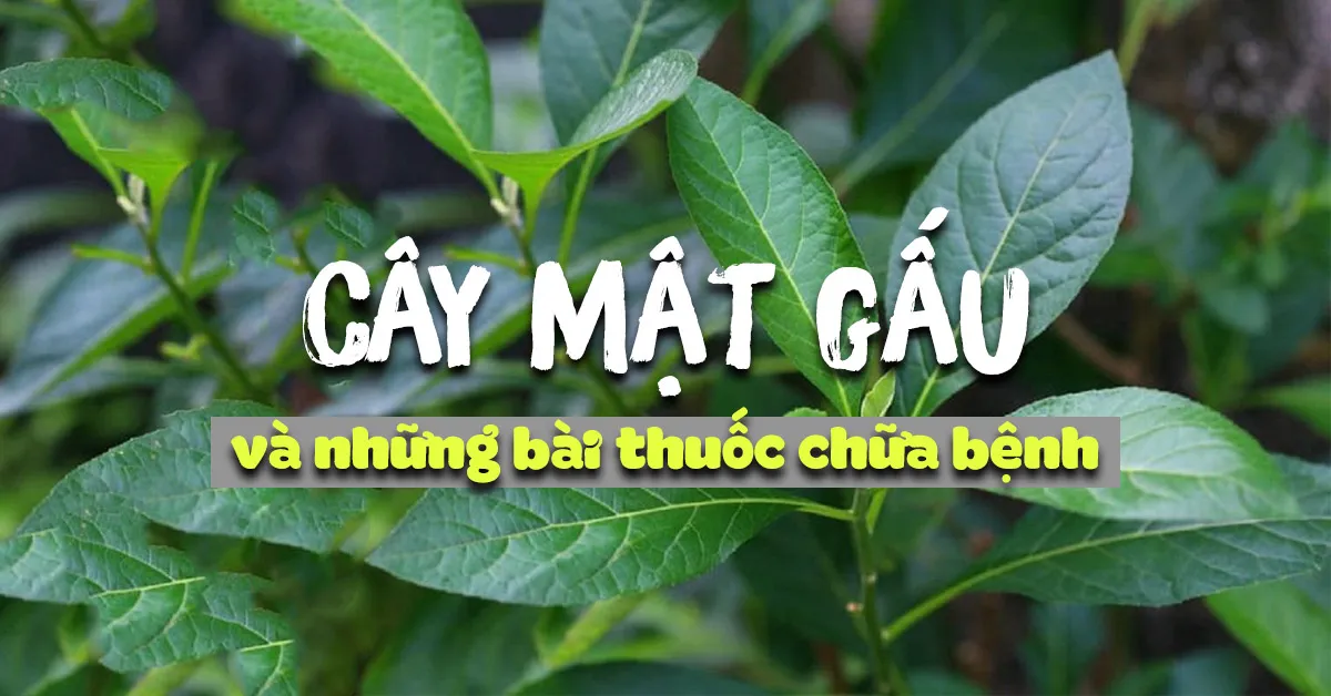 Tác dụng của cây mật gấu (lá đắng) qua những bài thuốc dân gian