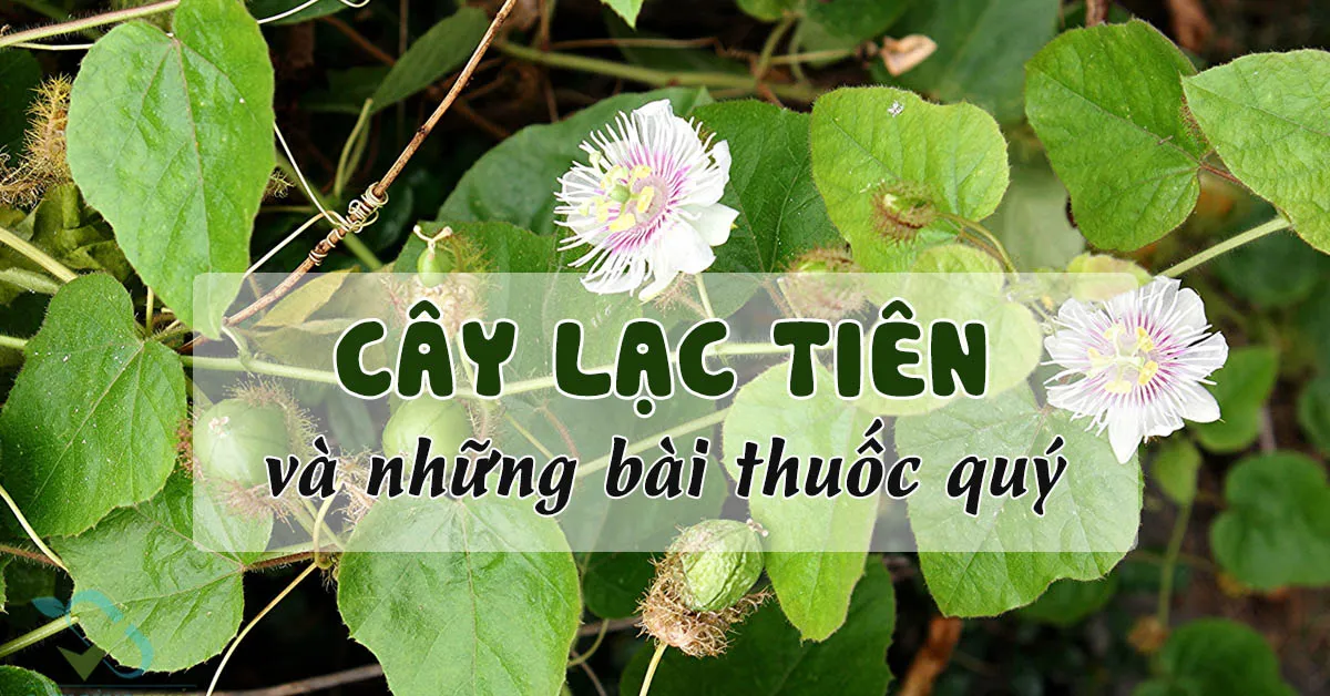 Những tác dụng của cây lạc tiên trong y học