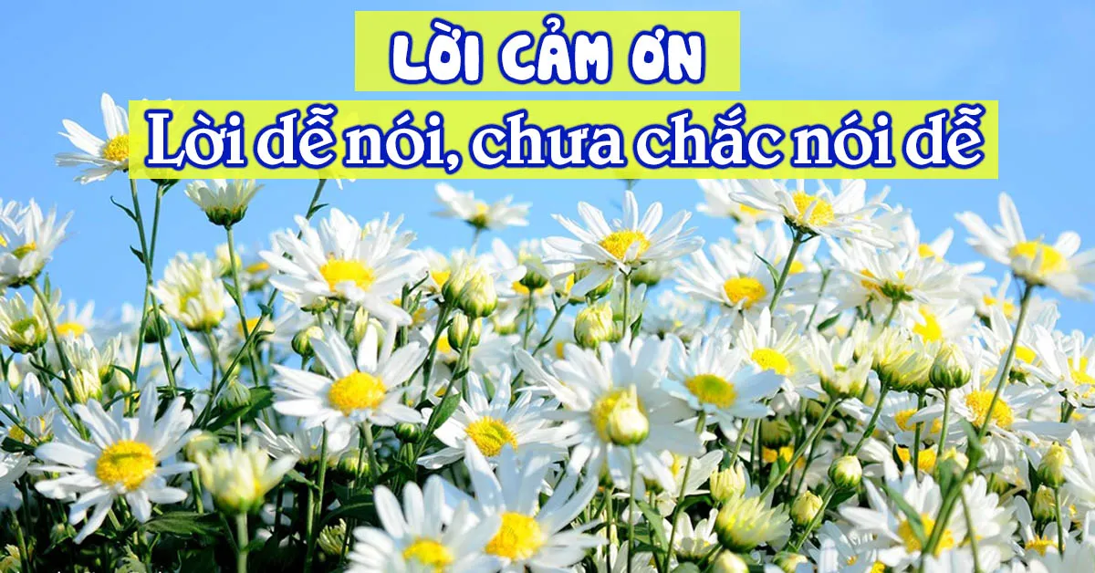 110 câu nói hay về lòng biết ơn chân thành và ý nghĩa nhất