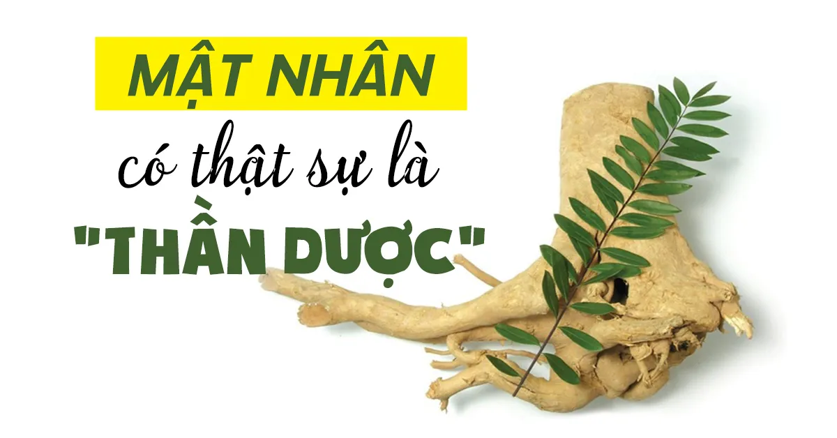 Tác dụng của cây mật nhân có thật sự thần kỳ như lời đồn?