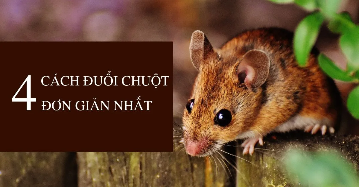 4 cách đuổi chuột ra khỏi nhà hiệu quả với những mẹo siêu đơn giản 