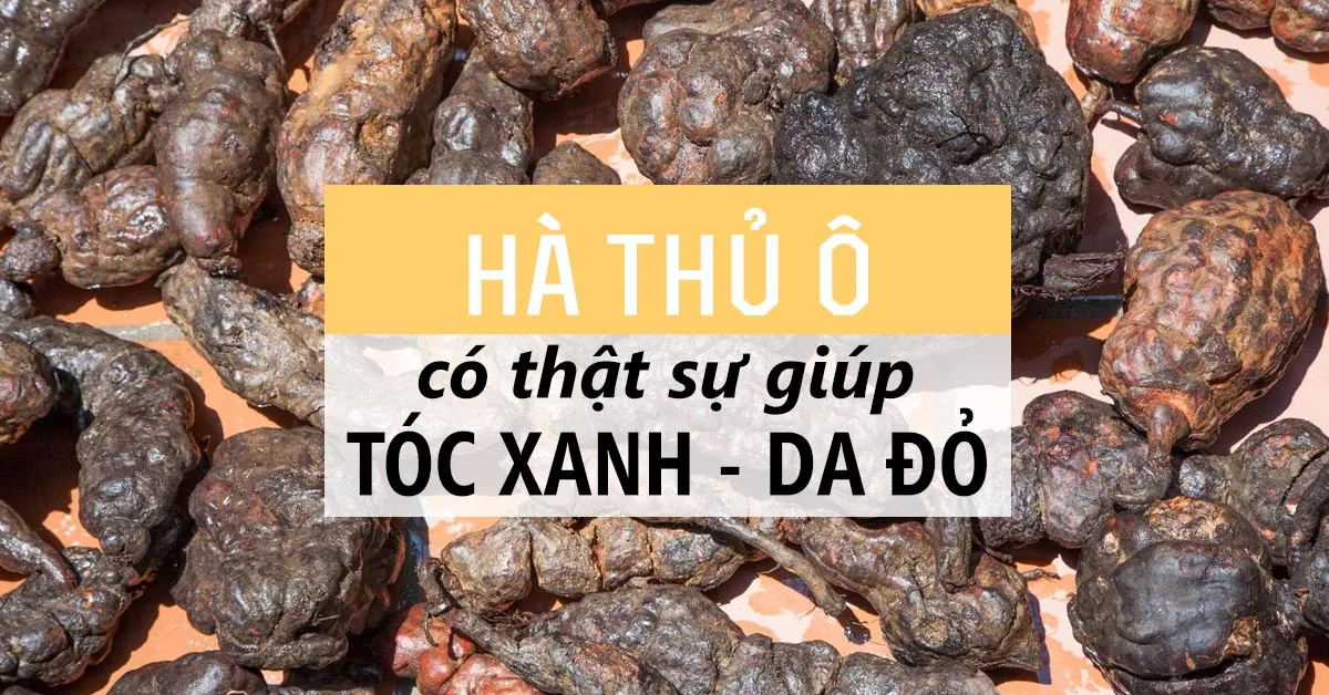 Tác dụng của Hà Thủ Ô quý như Linh Chi, Đông Trùng Hạ Thảo