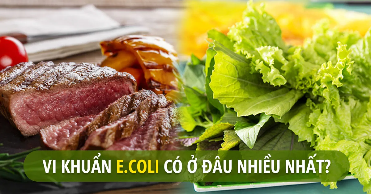 Hiểu đúng về vi khuẩn E.coli