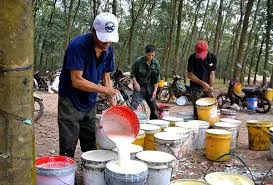 Giá cao su hôm nay 25/7/2019: Giá tại Tokyo tăng trở lại