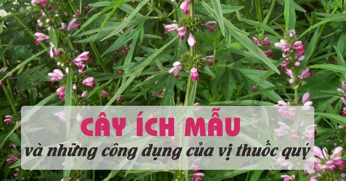 Tác dụng của cây ích mẫu và những bài thuốc dành cho phụ nữ