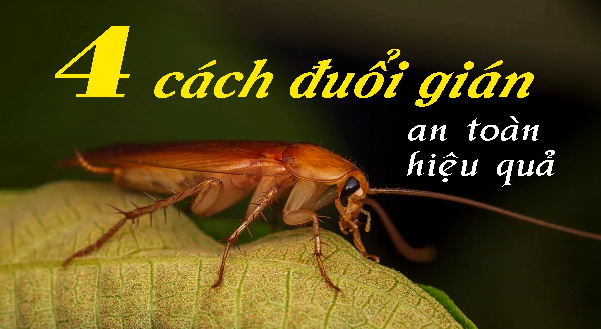 4 cách đuổi gián vừa an toàn vừa hiệu quả