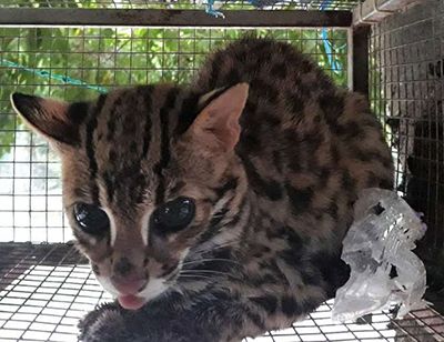 7 tháng năm 2019, hơn 140 cá thể động vật hoang dã được giải cứu