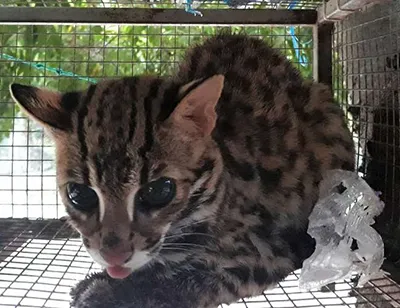 7 tháng năm 2019, hơn 140 cá thể động vật hoang dã được giải cứu