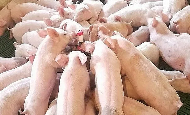 Giá heo hơi hôm nay 7/8/2019: Đồng Nai tăng vọt đạt mức 34.000 - 35.000 đồng/kg