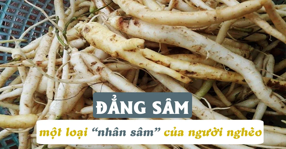 Tác dụng của đẳng sâm và những cách dùng đẳng sâm để chữa bệnh