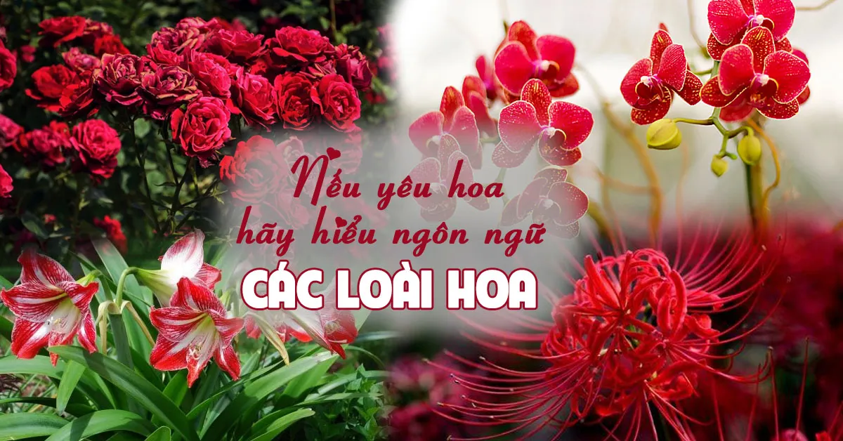 Ý nghĩa của các loài hoa đẹp trong cuộc sống và tình yêu