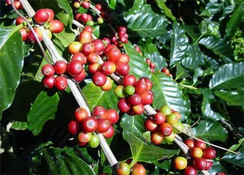 Giá cà phê hôm nay 13/8/2019: Giảm 400 đồng/kg