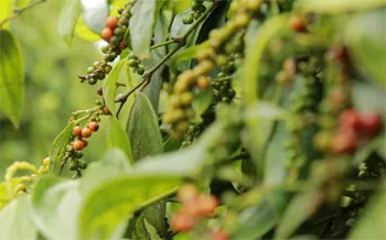 Giá tiêu hôm nay 13/8/2019: Đi ngang, dao động bình quân từ 42 ngàn đến 45 ngàn đồng/kg