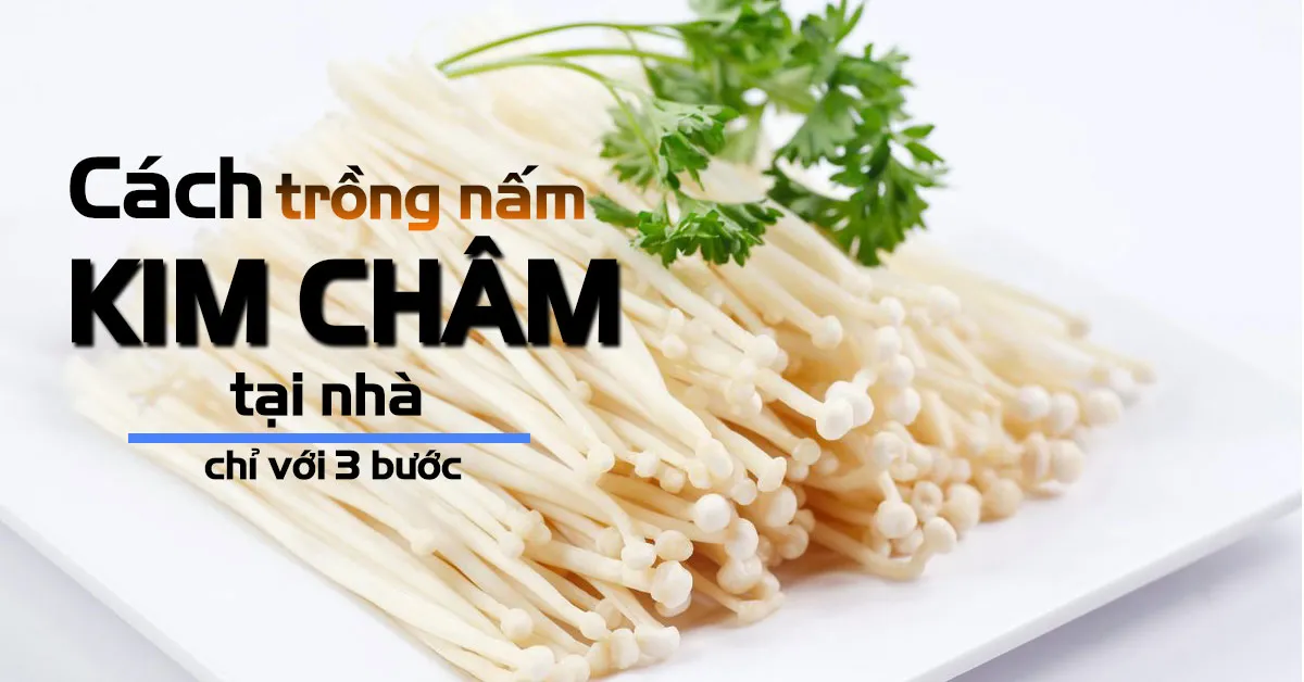 Cách trồng nấm kim châm tại nhà không thể đơn giản hơn