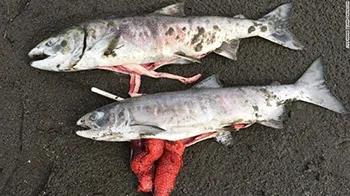 Nắng nóng đạt đỉnh, cá hồi Alaska chết do nhiệt độ trong nước tăng cao