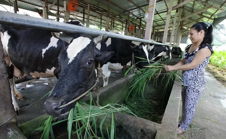 Đàn bò sữa TPHCM giảm 35% so với năm 2014
