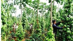 Giá tiêu hôm nay 21/8/2019: Thị trường trầm lắng, giá thấp nhất là 42.000 đồng/kg