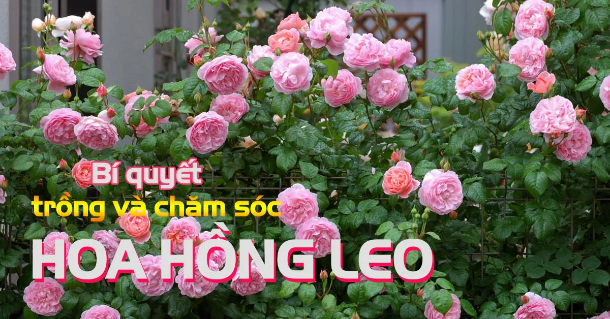 Bật mí tuyệt chiêu trồng và chăm sóc hoa hồng leo tại nhà