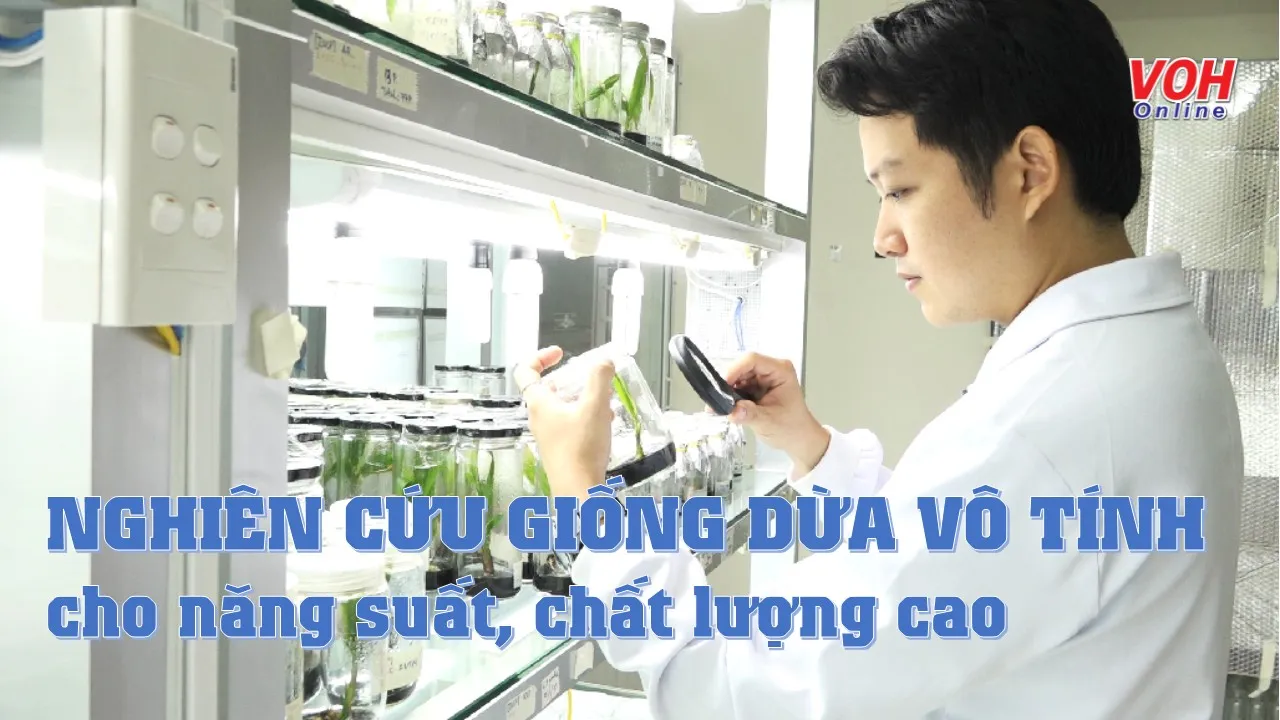 Nghiên cứu giống dừa vô tính mới cho năng suất, chất lượng cao