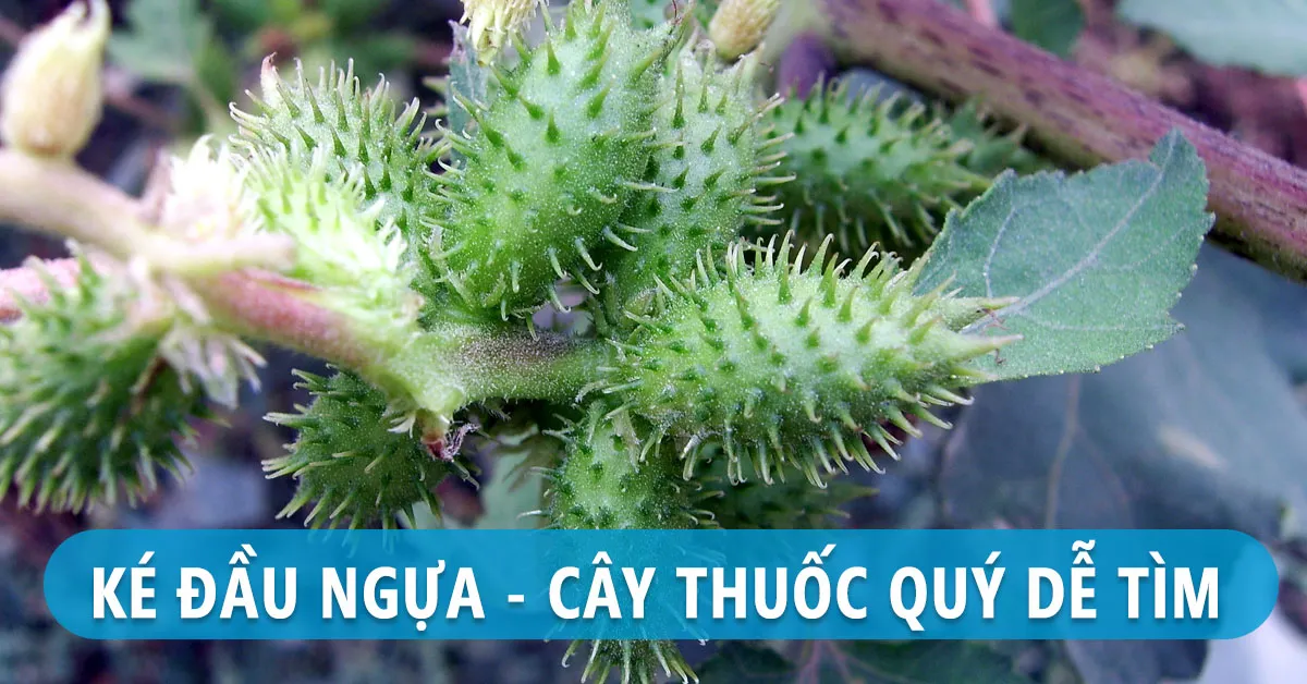 Tác dụng của ké đầu ngựa và một số bài thuốc chữa bệnh thông dụng