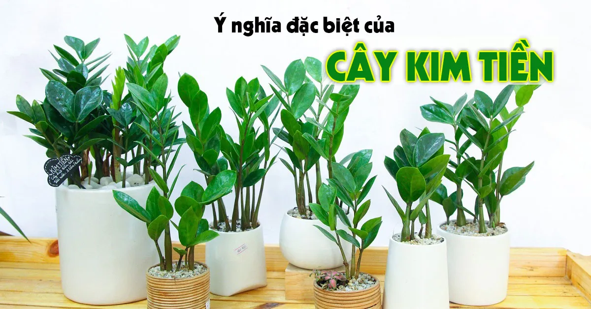 Ý nghĩa đặc biệt của cây kim tiền và những lưu ý khi trồng và chăm sóc